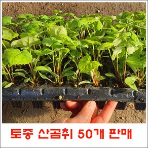 토종곰취 모종 = 50개 판매 (105구 트레이 모종 반판), 1개