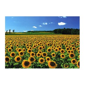 챔버아트 해바라기들판 풍경 500피스 직소퍼즐액자 CA5091, 퍼즐만, 1개