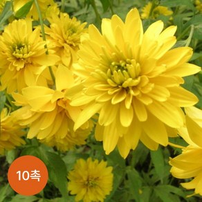 키다리꽃 삼잎국화 노지 겹삼잎국화 삼립국화 야생화 종근 모종