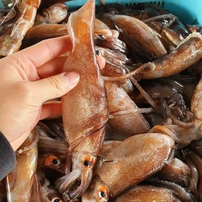 국내산 동해안 냉동 생오징어 1kg, [냉동] 국내산 오징어 1kg (2~7마리), 1개