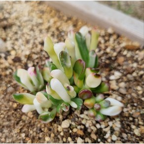 [수암다육] 우주목백금 랜덤발송 Cassula ovata 'Golum' f. vaiegata 랜덤발송 다육 다육이 다육식물 108, 1개