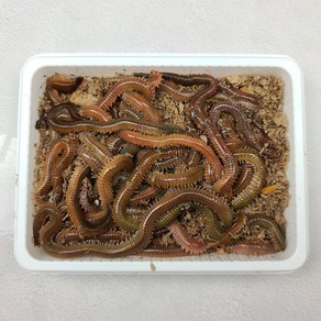 피싱웨이브 갯지렁이 300g 500g 1kg 싱싱한 청개비 바다낚시 미끼 생물