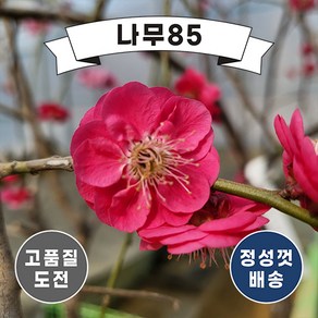 (나무85) 수양홍매화 접목1년, 5개