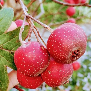 [서진스토어] 산사나무 묘목 대실산사 (일반종) 7치화분 개화주, 1개