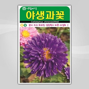 슬로시 꽃 씨앗 모음 꽃씨 허브 허브씨, 1개