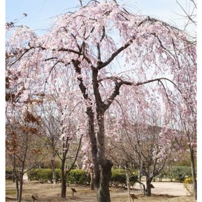 [삼다원]수양겹벚나무 노지월동, 1개