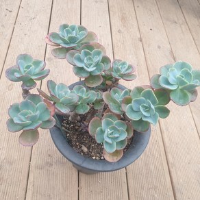 [수암다육] 묵은 버클리 단품 Echeveria 'Berkeley' 다육 다육이 다육식물 국민다육 229