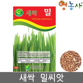 새싹 밀 씨앗 50g 토경 수경재배 겸용 밀씨 종자, 1개