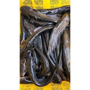 동부민물수산 국내산 신선한 수산물 민물생선 손질생선 메기1kg, 1개