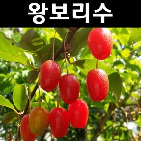 왕보리수 나무 묘목 삽목3년 뿌리묘1개/유실수 과실수, 1개