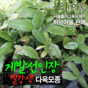 [허브여울모종] 게발선인장 빨강 서울육묘생산 정품다육모종, 7개