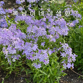 차가플록스 블루문 [3포트 복남이네야생화 모종 향기 프록스 phlox], 3개