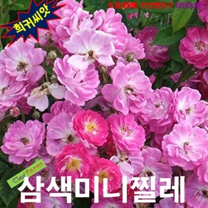 (꽃나무씨앗) 삼색미니찔레 엔젤윙 5립, 1개