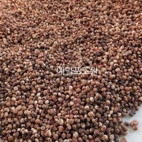 강원 영월 24년산 국산 농협 무농약 수수 1kg 찰수수 수수쌀 수수밥, 1개