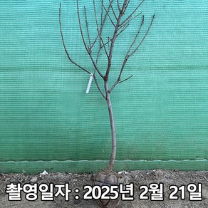 착한가격 나무생각 / 감나무 / 태추단감 / 4년생 / 결실주, 1개