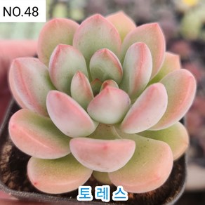 다육식물- 희귀 다육 100가지 모아보기, [NO. 48] 5.5cm 포트, 1개