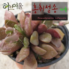 허브여울다육 홍취설송 지름 9cm 소품화분, 3개