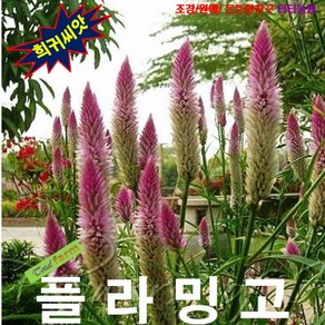 (희귀씨앗) 여우꼬리(플라밍고) 맨드라미 10립