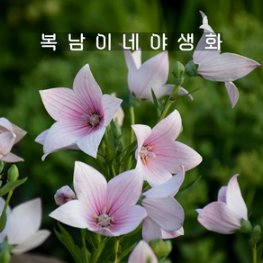 분홍도라지 [3포트 복남이네야생화 모종 도라지꽃 플래티코돈 platycodon], 3개