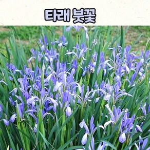 타래붓꽃(3치 포트) 봄야생화 / 정원식물 / 노지월동