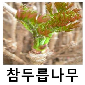 참두릅나무 묘목 근삽1년 8주묶음, 1개