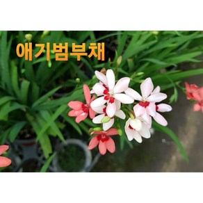 [지인야생화] 애기범부채(소품), 1개