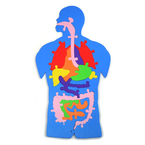 퍼니스쿨 EVA인체구조퍼즐 인체구조 퍼즐 과학놀이 EVA