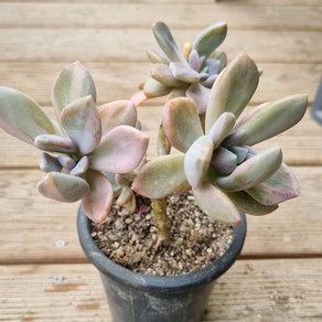 [수암다육] 석연화금 랜덤발송 Pachyveia 'Pachyphytodies' f. vaiegata 다육 다육이 다육식물 국민다육, 1개