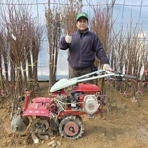 사과나무 부사 사과 묘목 1년생 중묘, 부사 사과나무 묘목 1년생 중묘