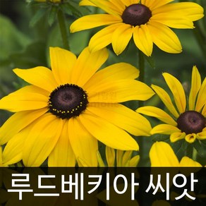 루드베키아 씨앗 꽃씨앗 꽃씨 야생화 종자 1000알, 1개