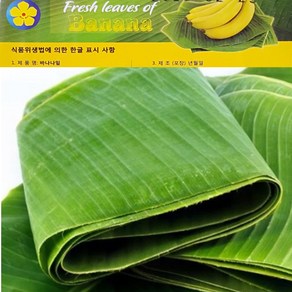 [프리미엄] 바나나잎 (Banana leaves)