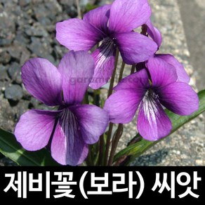 보라 제비꽃 씨앗 비올라 종자 꽃씨 팬지 야생 400알, 1개