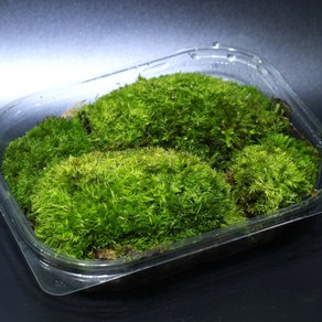 비단이끼 18cm x 14cm 가는흰털이끼 DIY테라리움키트 생이끼 목부작 석부작 미니분재, 1개