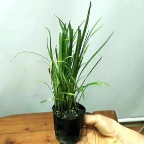 순희농장 맥문동 8cm화분 크기13~24cm, 맥문동3치포트 15~25cm-1, 1개