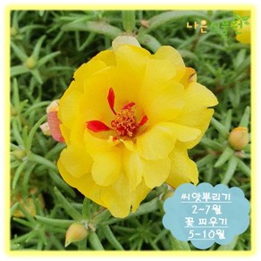 [나은식물원]246. 겹채송화-엘로우 50립 내외, 1개