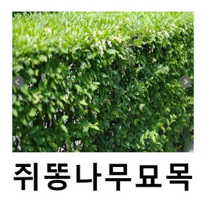 쥐똥나무 묘목 키70cm 15주묶음, 1개