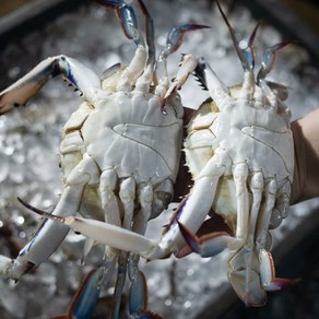 (한조은꽃게하우스) 국내산 연평도 가을 숫꽃게 봄 알배기 암꽃게 급냉꽃게 1kg