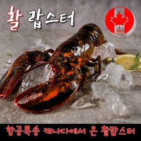 캐나다에서 온 황제 활랍스터 바닷가재 600g~1kg 항공특송, 항공직송 캐나다에서 자란 활랍스터 500g 내외, 1개