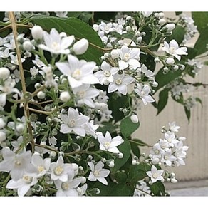 [삼다원] 일본말발도리 설희, 1개