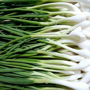 [하나로농수산] 국내산 깐쪽파 주문시 작업 500g 1kg 2kg, 1개