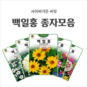 백일홍 종자모음, 10. 백일홍 월리긱 혼합 10립, 1개