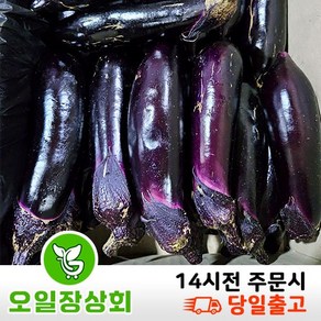 < 오일장상회 > 국내산 가지 상등급 2kg 5kg, 1박스, 상등급5kg