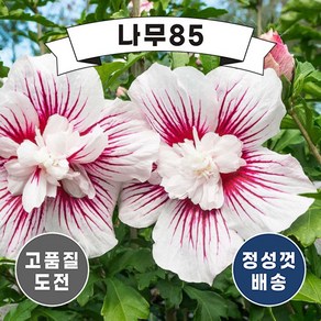 (나무85) 겹꽃 쉬폰무궁화 4종 시리즈 (2리터 포트), 겹꽃무궁화 (라벤더쉬폰) 2리터 포트, 1개