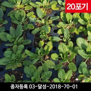 못난이배추모종 20포기 - 건강한 국산 곰보배추모종, 1개