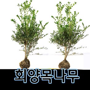 순희농장 회양목 회양목나무(50cm) 2개묶음