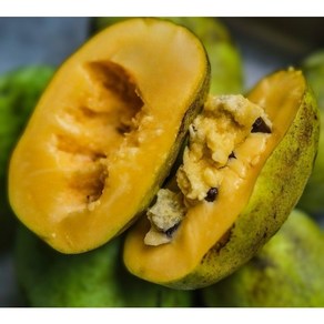 포포열매 포포과일 냉동과 1kg pawpaw 포포 누빌, 1박스, 냉동 일반종 1kg 4~6과