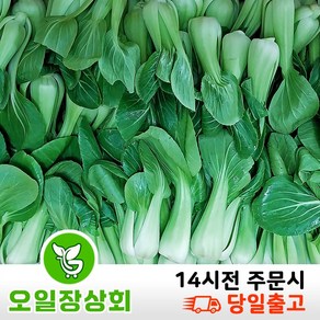 오일장 상회 국내산 청경채 (상) 등급 4kg내외, 1개, 3.8kg~4.2kg