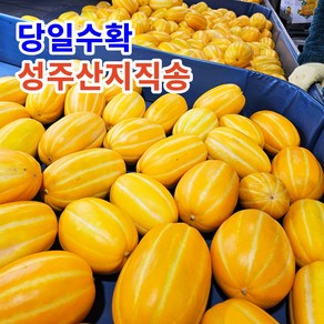 [달디상회] 산지직송 성주참외 가정용 못난이 초고당도 당일수확, 1박스, 가정용 중소과 5kg