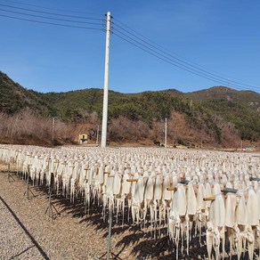 [오징어말리는집] 직접 말린 반건조오징어 피데기