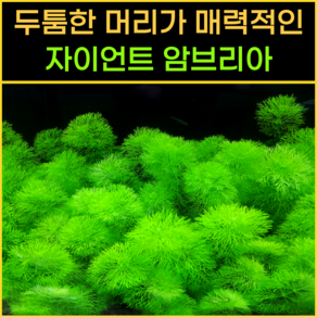 [물풀정원] 100% 달팽이없는 청정수초 몬난이 <쭈구리 헬프리> 3뿌리 수질정화 깨끗한 수초키우기 구피 베타 물고기 새우 은신처, 1개